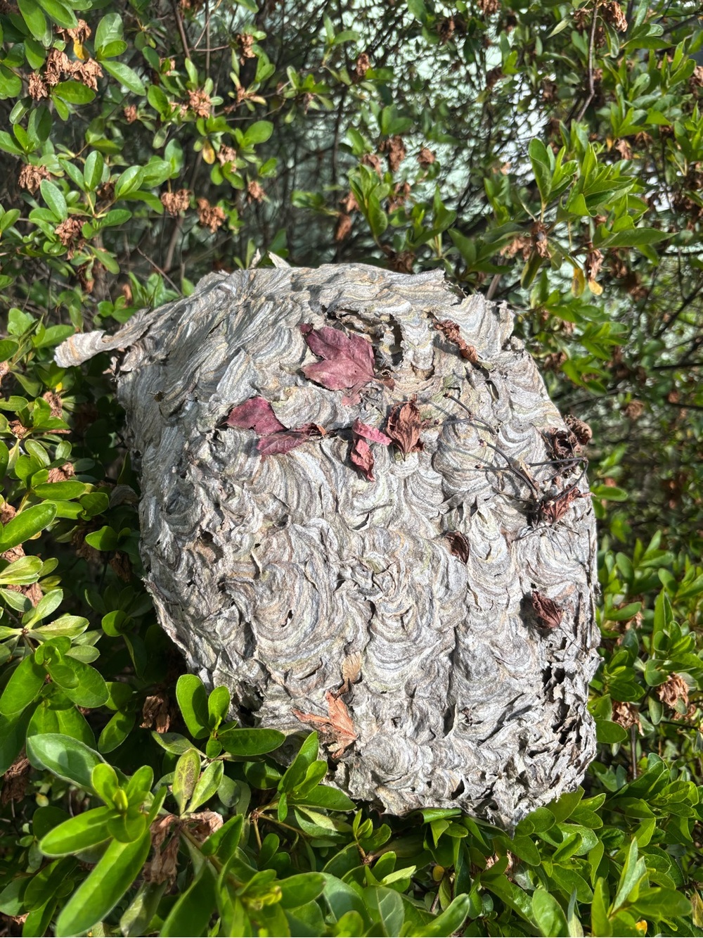 Hornets nest    Beehive 19 X 15.  Taxidermy